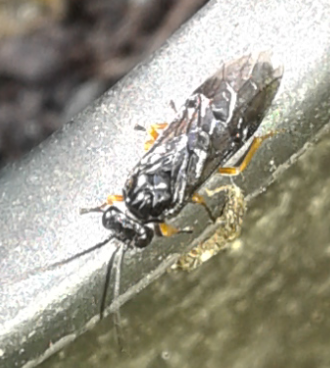 Tenthredinidae da ID: prob. Dulophanes morio